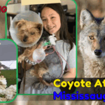 Coyote Attack in Mississauga Park